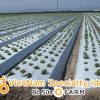 Bạt màng phủ nông nghiệp LDPE màu trắng